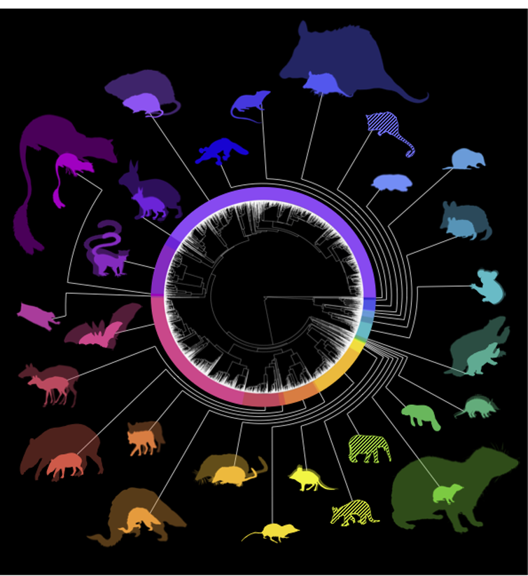Diagram showing the phylogenetic distribution of various mammals.