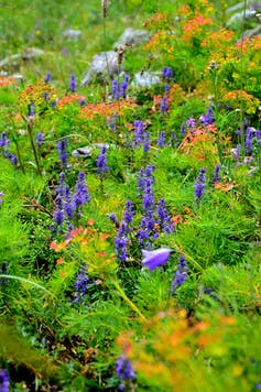 Blue flowers