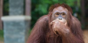 Why animals recognise numbers but only humans can do maths
