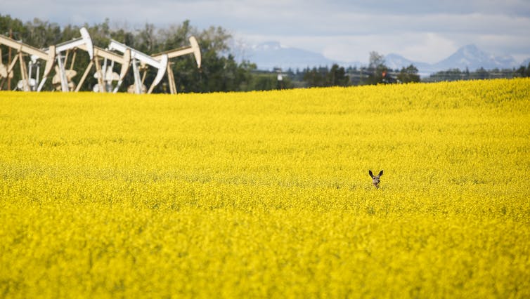 Pumpjacks draw oil out of the ground as a deer stands in a yellow canola field