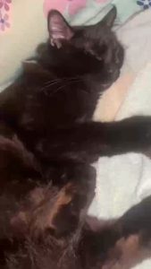 Susu-Watari my gamer-cat