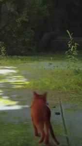 Today's the day folks! Click the link to my YouTube channel to subscribe and get notified, and then join me at 10:30am PDT on YouTube to Live Chat and watch me play #Stray ! #StrayGame #Gamer #Caturday