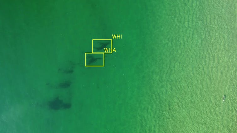 Seaweed identified as sharks.