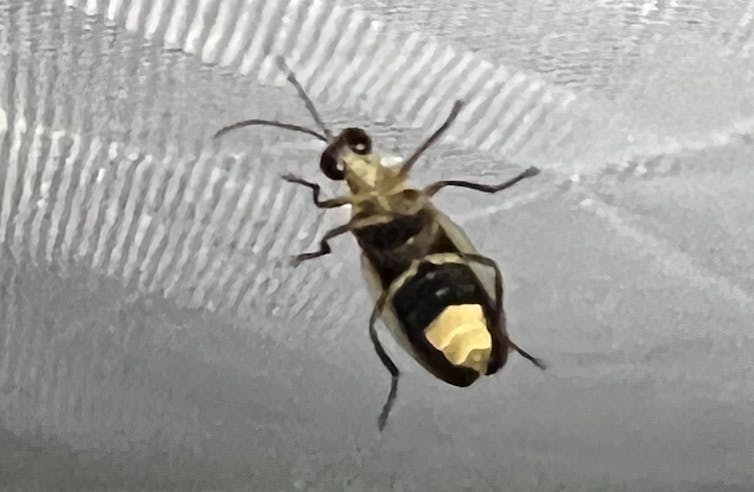Ventral view of a small insect