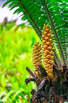 Close up of cyad with yellow cones.